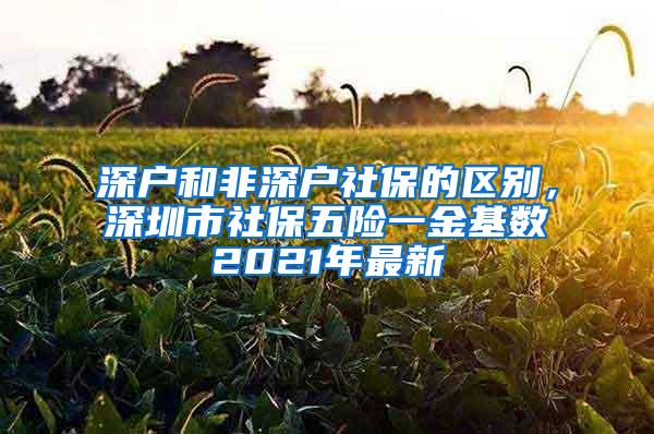 深户和非深户社保的区别，深圳市社保五险一金基数2021年最新