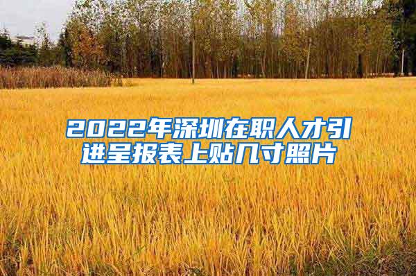 2022年深圳在职人才引进呈报表上贴几寸照片